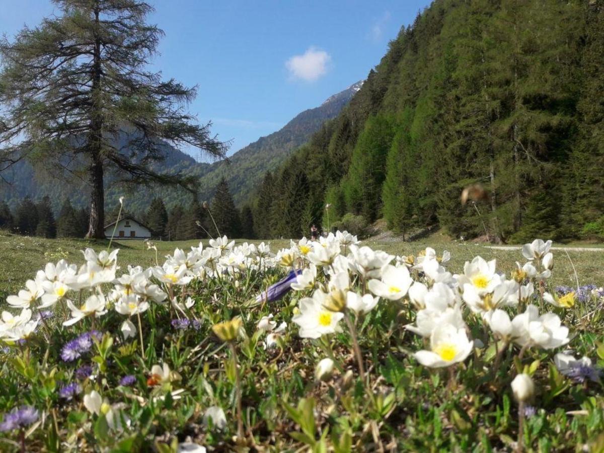 Haus Isartal Leilighet Mittenwald Eksteriør bilde